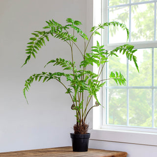 Forest Fern Plant in Growers Pot, Large, 47.25"H - Polyester, plastic and wire
