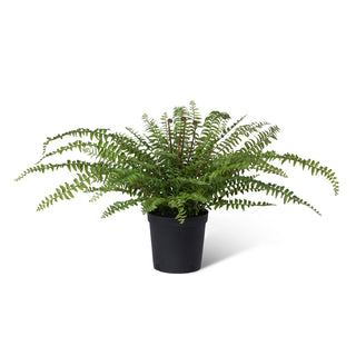Fern In Growers Pot, 28"H - Plastic and wire
