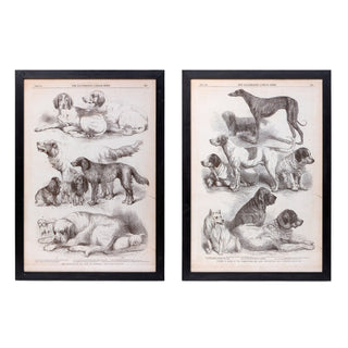 Canine Species Sepia Prints, 2 Assorted Styles