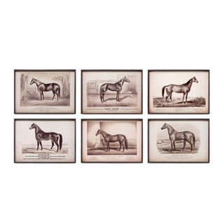 Prized Race Horse Framed Prints, 6 Assorted Styles
