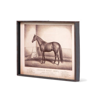 Prized Race Horse Framed Prints, 6 Assorted Styles