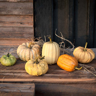 Miniature Pumpkins Collection, Set of 6, Assorted Styles, Sizes range from 2.5" to 4.5"